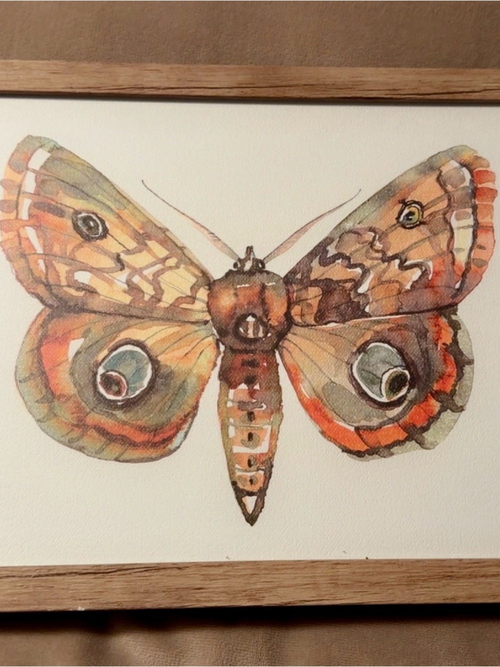 Hand-Painted Watercolor Butterfly/Moth Wall Art - Orange and Brown
